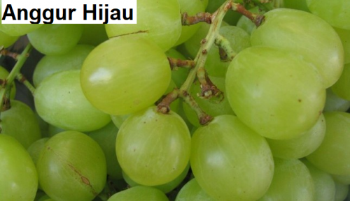 Anggur-hijau.png