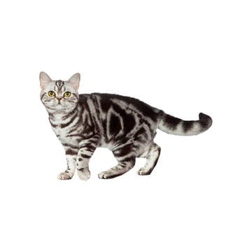 AmericanShorthair_body_6.jpg