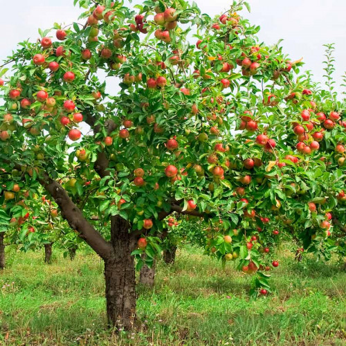 Apple tree with fruit 1