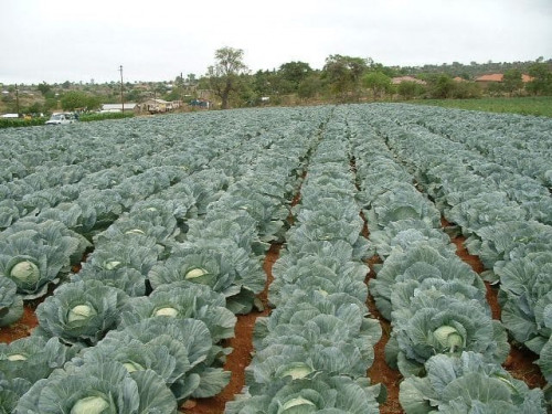 Cabbage-Farming.jpg