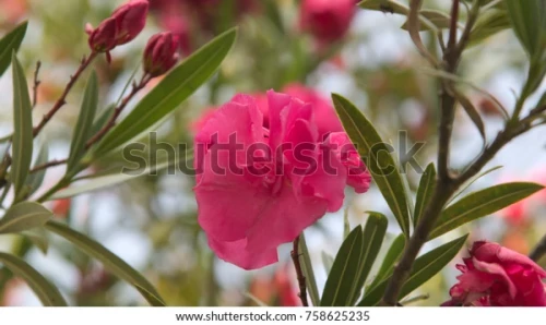 Pink-oleander-Kaner-Flower.webp
