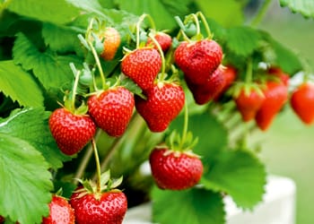 Strawberry-Fruit.jpg