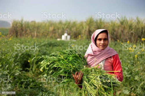 Traditionally rural women holding green silage for domestic cattle in the nature outdoor, she is wea