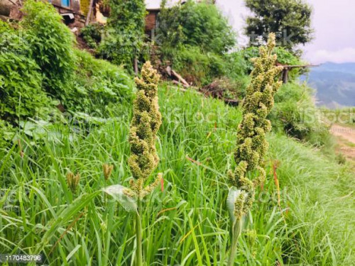 Echinochloa esculenta, the Japanese barnyard millet or Japanese millet, is a species of Echinochloa 