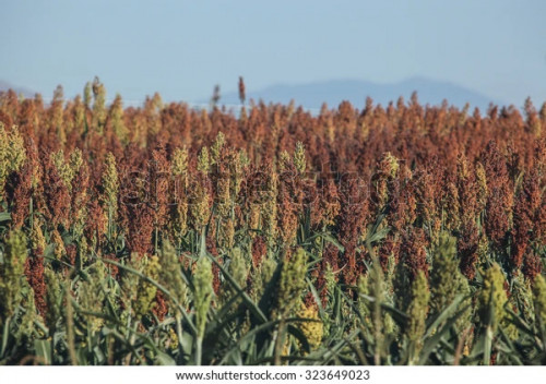 reddish brown yellow grain crop 600w 323649023
