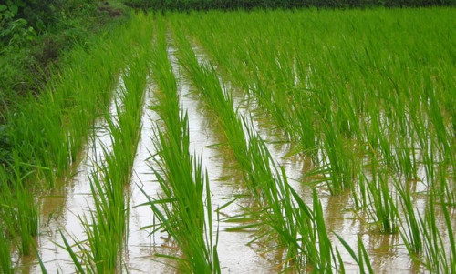 rice-cultivation.jpg
