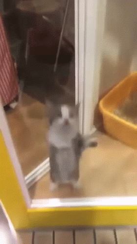 cat cat jumping