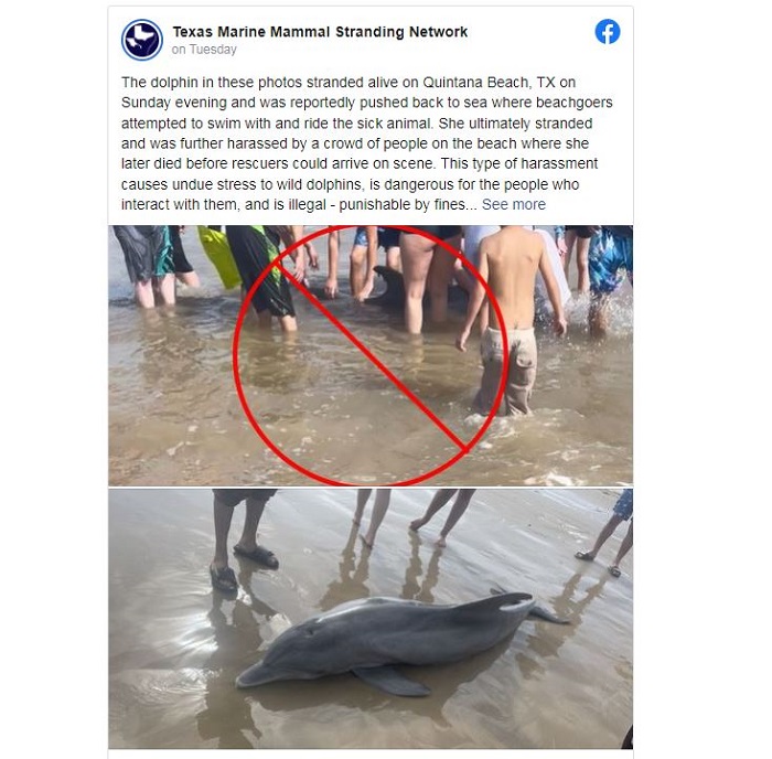 Seekor lumba-lumba yang terdampar di pantai Texas dilaporkan tewas usai sejumlah wisatawan mengganggu dan menungganginya