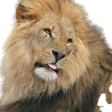 lion-164925__480-removebg-preview.png