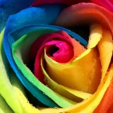 10.Colorful-roses-close-up