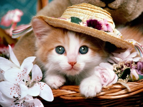 wallpaper2you_1e035da07bc1880b9.jpg