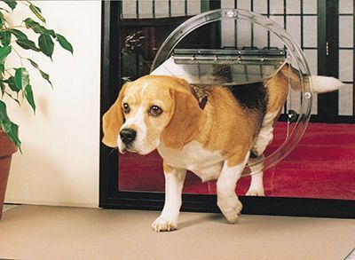 Glass-Pet-Door-Replacement-In-Adelaide.jpg