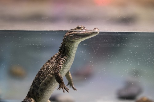 crocodile-4918820_1920.jpg