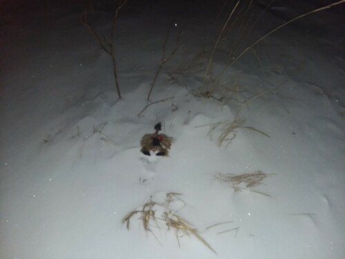 The-Canadian-red-face-wooly-scorpion-caught-in-the-camera-at-the-canada-cryptid-on-sight-1.jpg