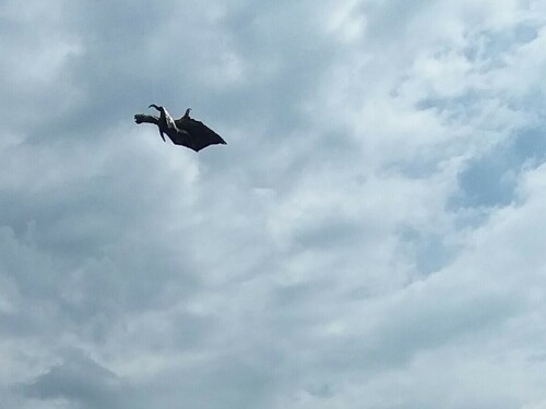 kohetevick-sighted-at-the-golf-of-mexico-monster-sightings.-cryptids-sightings.-roughly-translated-the-dick-rocket-monster.jpg