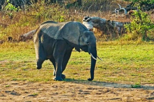 Vutomi-the-3-legged-elephant-adapts-survives-amid-caring-herd.jpg