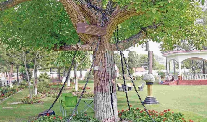 Viral ebuah pohon di Pakistan telah 'ditahan' sejak tahun 1899 silam, dikenal dengan nama Chained Tree of Peshawar.
