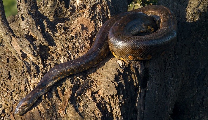 Spesies anaconda hijau utara (northern green anaconda) baru-baru ini ditemukan di hutan hujan Amazon.