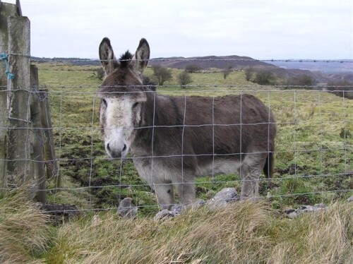 Donkey_Kilgarrow_-_geograph.org.uk_-_1167897.jpg