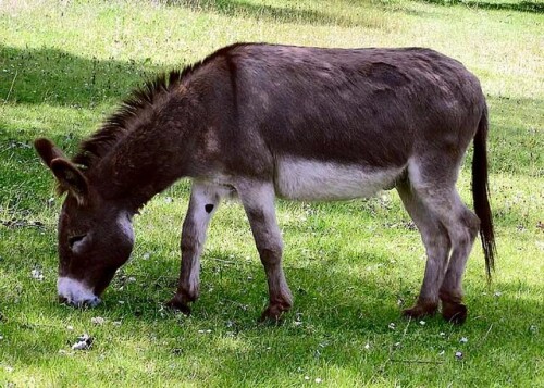Donkey_in_Clovelly_North_Devon_England.jpg