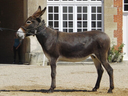 Haras_du_Pin_ane_normand.jpg