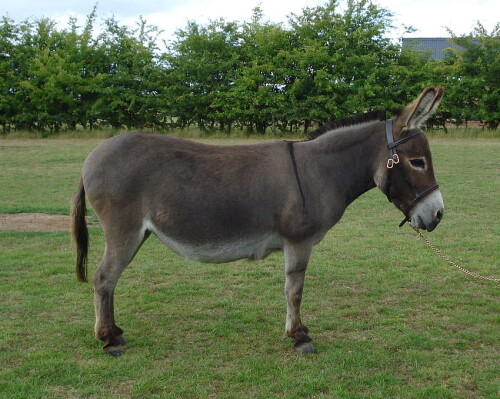 desktop-wallpaper-3-donkey-donkey-100-quality-donkey.jpg
