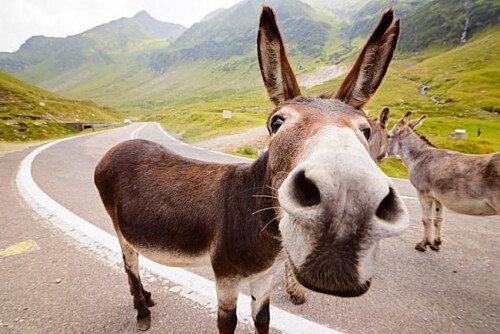 desktop-wallpaper-5-342-funny-donkey-stock-royalty-funny-donkey-1.jpg