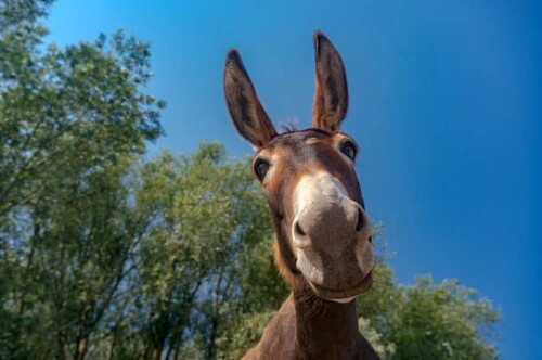 desktop-wallpaper-5-342-funny-donkey-stock-royalty-funny-donkey-2.jpg