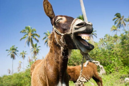 desktop-wallpaper-5-342-funny-donkey-stock-royalty-funny-donkey.jpg