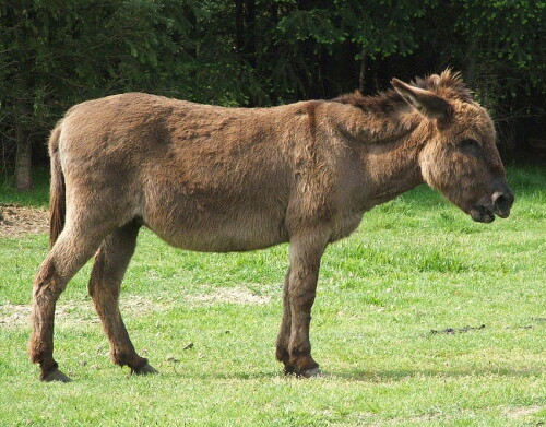 desktop-wallpaper-amazing-ultra-donkey-backgrounds-donkey.jpg