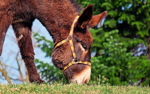 desktop-wallpaper-animals-grass-domestic-donkey-home-donkey-mule.jpg