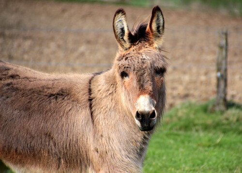 desktop-wallpaper-animals-muzzle-animal-donkey.jpg