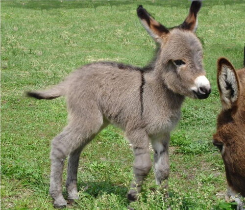 desktop-wallpaper-baby-donkeys-for-android.jpg