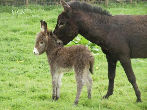 desktop-wallpaper-cute-donkeys-live-for-android-baby-donkey.jpg
