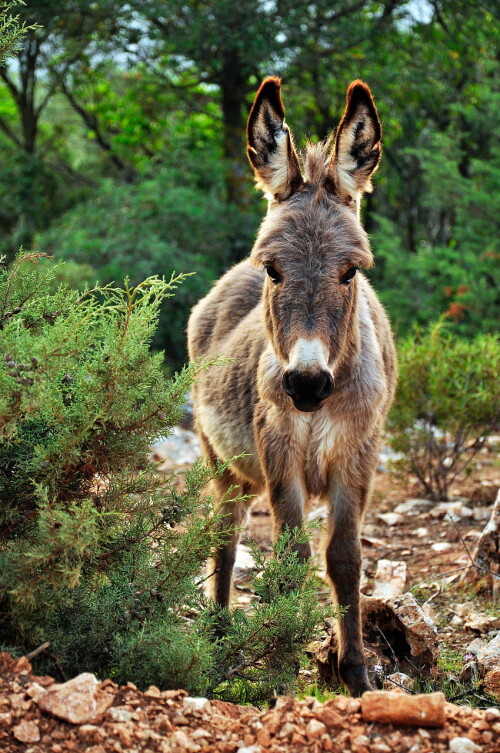 desktop-wallpaper-donkey--stock.jpg