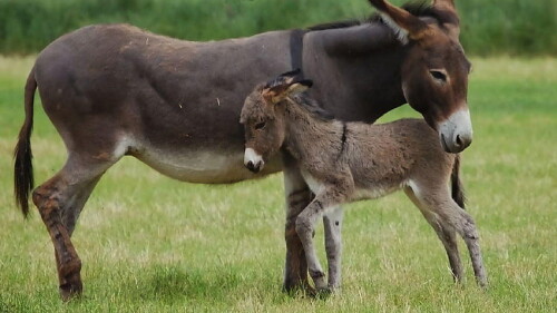 desktop-wallpaper-donkey-1.jpg