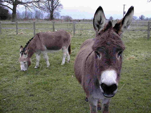 desktop-wallpaper-donkey-15-donkey.jpg