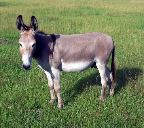 desktop-wallpaper-donkey-2.jpg