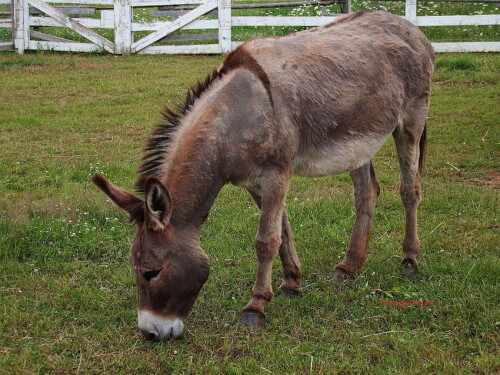 desktop-wallpaper-donkey-3.jpg