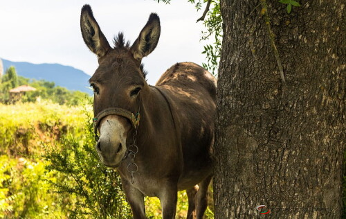desktop-wallpaper-donkey-4.jpg