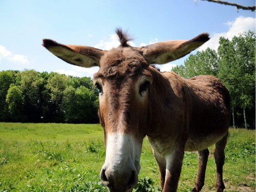 desktop-wallpaper-donkey-5.jpg
