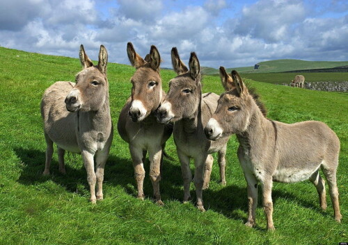 desktop-wallpaper-donkey-and-background-cartoon-donkey.jpg