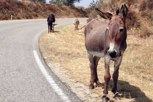 desktop-wallpaper-donkey-animal-1.jpg