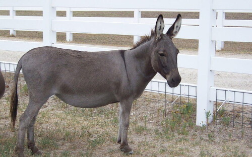 desktop-wallpaper-donkey-animal-donkey.jpg