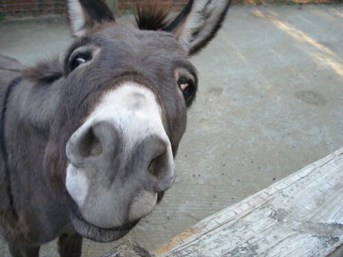 desktop-wallpaper-donkey-animal-hq-donkey-funny-donkey.jpg