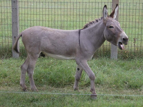 desktop-wallpaper-donkey-animal-hq-donkey.jpg