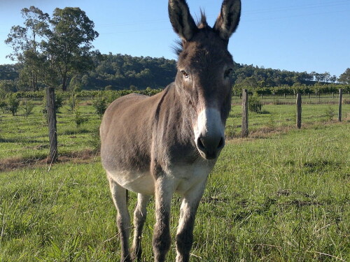 desktop-wallpaper-donkey-animal.jpg