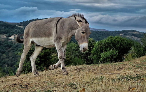 desktop-wallpaper-donkey-background-1.jpg