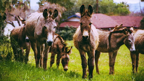 desktop-wallpaper-donkey-background-41736.jpg
