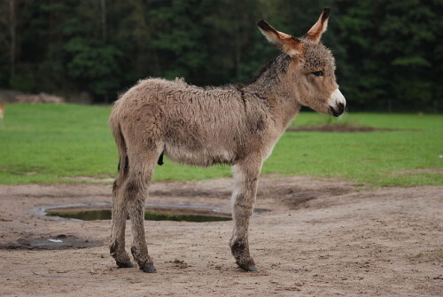 desktop-wallpaper-donkey-background-donkey-kong-donkey-kong-country-and-donkey-kong-iphone-baby-donkey.jpg